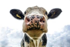 cattle record keeping logbook