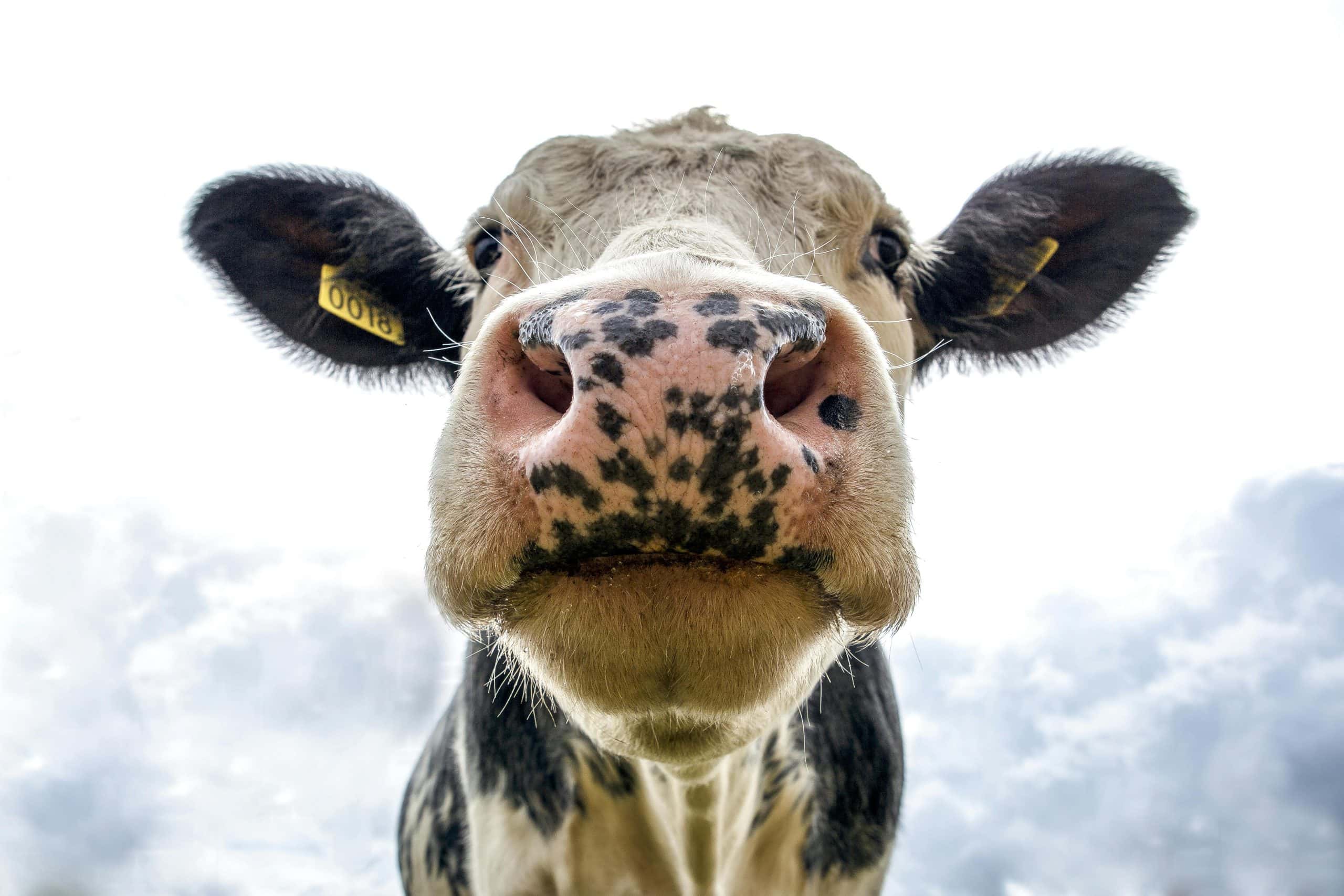 cattle record keeping logbook